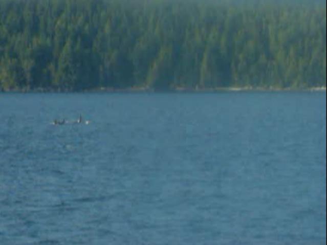 Name:  Cruise 3 orcas.jpg
Views: 469
Size:  17.0 KB