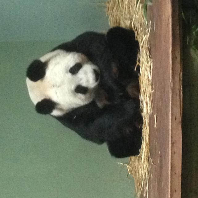 Name:  Panda.jpg
Views: 795
Size:  47.6 KB