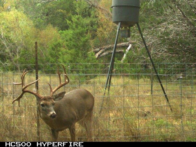 Name:  Deer.jpg
Views: 987
Size:  77.7 KB