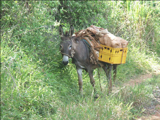Name:  Pict7693-Donkey-Barbeque-Bottom-Cockpit-Country-Jamaica.jpg
Views: 219
Size:  85.0 KB