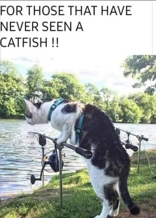Name:  catfish.jpg
Views: 391
Size:  103.5 KB