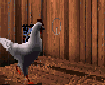 chickenwing's Avatar